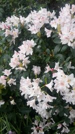 Rhododendron.jpg