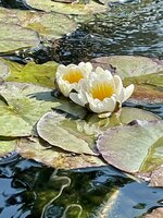 IMG_4994.jpeg