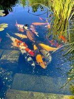 IMG_5227.jpeg
