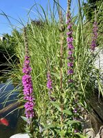 IMG_5229.jpeg