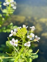 IMG_5230.jpeg