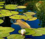 IMG_5232.jpeg