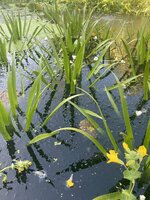 IMG_3647.jpeg