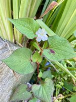 IMG_5244.jpeg