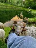 IMG_5336.jpeg
