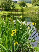 IMG_5332.jpeg