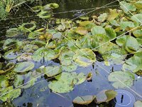 Teich.jpg