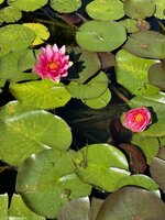 IMG_3811.jpeg