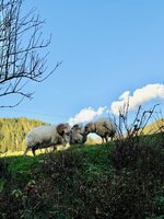 IMG_6703.jpeg