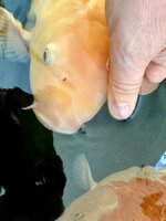 IMG_7981.jpeg