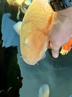 IMG_7983.jpeg