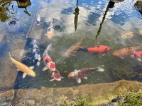 IMG_8162.jpeg