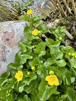 IMG_8229.jpeg