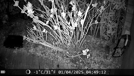 IMG_5051.jpeg