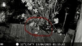 IMG_5280.jpeg