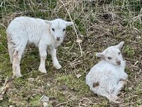 IMG_8408.jpeg