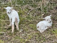 IMG_8405.jpeg