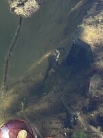 IMG_0209.jpeg
