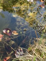 IMG_0210.jpeg