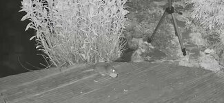 IMG_5520.jpeg