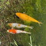 IMG_7437.jpeg