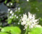 Hydrocotyle leucocephala.JPG