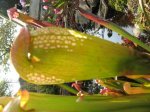 Sarracenia minor Mutante.jpg