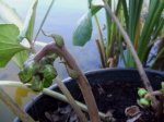 DSCF0639.JPG