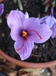 Crocus sativus Detail.jpg