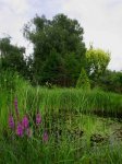 O-Teich-zu-Birken.jpg