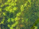 Crassula und Nadelsimse Foto4.JPG Crassula und Nadelsimse Foto4.JPG
