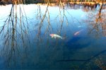 Meine Fische - meine Teiche .jpg