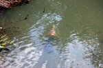 Meine Fische - meine Teiche - 05.jpg