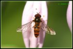 Hain-Schwebfliege (Episyrphus balteatus) IMG_0840b_prot.jpg