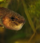 betta albimarginata maulbrütend.jpg