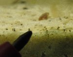 Notropis-3.Tag-1..jpg Notropis-3.Tag-1..jpg
