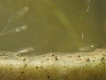 Notropis-3.Tag-2..jpg Notropis-3.Tag-2..jpg