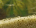 Notropis-3.Tag-4..jpg Notropis-3.Tag-4..jpg