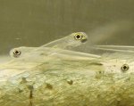 Notropis-3.Tag-5..jpg Notropis-3.Tag-5..jpg