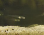 Notropis-3.Tag-6..jpg Notropis-3.Tag-6..jpg
