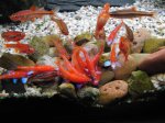 Notropis-Chrosomus-am-Ablai.jpg Notropis-Chrosomus-am-Ablai.jpg
