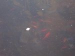 Fische leben.jpg