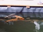 Teich Fisch.jpg Teich Fisch.jpg