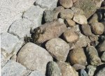 Teichbewohner.JPG Teichbewohner.JPG