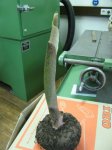 Amorphophallus konjac Blütenbildung.jpg