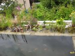 teich4.jpg teich4.jpg