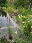 teich3.jpg teich3.jpg