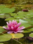 teich_seerose.jpg teich_seerose.jpg