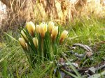 mini-P1100020.JPG