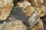 IQ3M0404_28-03-09_abschneiden.JPG IQ3M0404_28-03-09_abschneiden.JPG